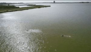 Zoom(wo)man in de Binnenschelde zwemmen